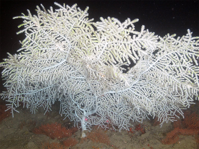 The sea fan, Hypnogorgia pendula, one of our focal species, is found throughout the Northwestern Gulf of Mexico.