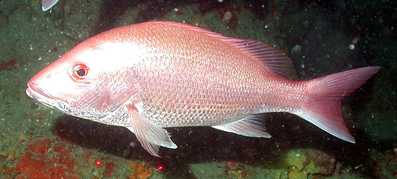 Red snapper, Lutjanas campechanus, is one of two focal species for this project. Red snapper is a commercial species that is found throughout the Gulf of Mexico from 15-90 meters (50-300 feet) in depth. Image courtesy of Southeast Fisheries Science Center – Panama City and University of North Carolina Wilmington Undersea Vehicles Program.
