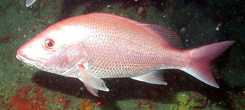 Red snapper