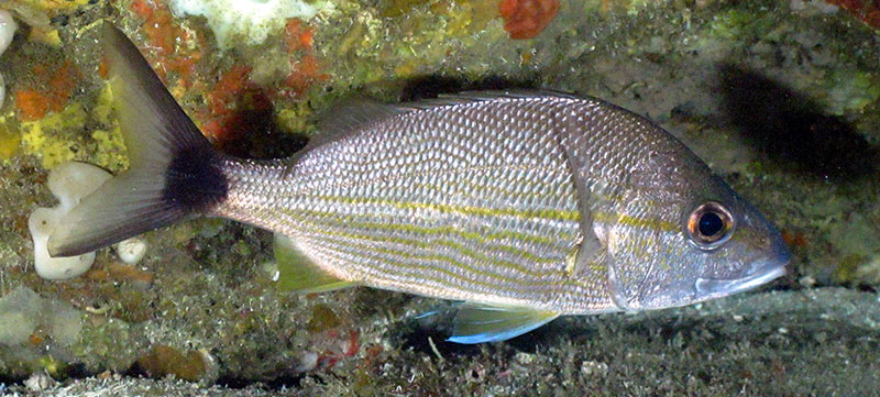 Tomtate, Haemulon aurolineatum, is one of two focal species for this project. The tomtate is a member of the grunt family Haemulidae and is found from 0 to 100 meters (0 to 328 feet) in depth throughout the Gulf of Mexico. Image courtesy of Southeast Fisheries Science Center – Panama City and University of North Carolina Wilmington Undersea Vehicles Program.