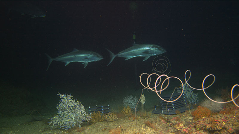Set of ARMS deployed in a coral community on Diaphus Bank at 80 meters (262 feet) deep. Mooring with temperature, salinity, and oxygen sensors can be seen in the background.