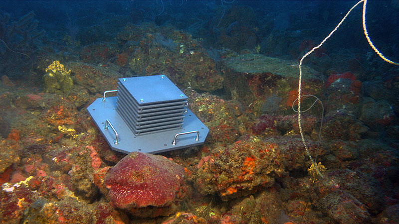 ARMS deployed on rocky coral/sponge habitat in Alderdice Bank at 63 meters deep. The rocks in this image are actually ancient blocks of basalt from the volcanic chimney spire close by.