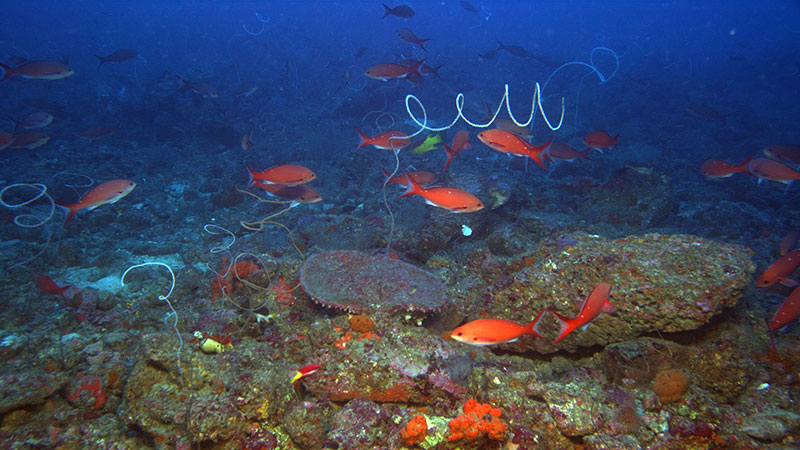 An image of a mesophotic habitat in the Gulf of Mexico collected using the high-resolution camera on the Global Explorer remotely operated vehicle.