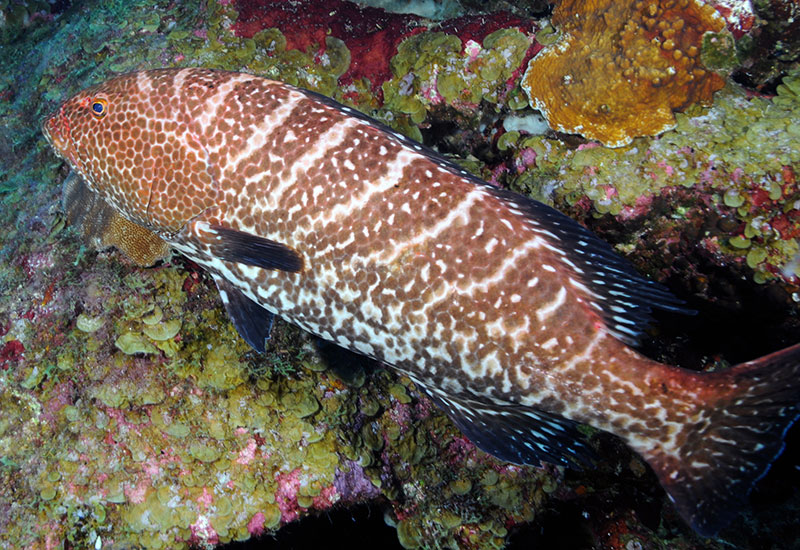 Tiger Groupers, Mycteroperca tigris, prefer rocky habitat similar to that found in the Flower Garden Banks National Marine Sanctuary. Image Credit: NOAA