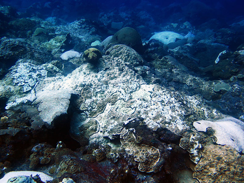 While bleaching events are considered uncommon in Flower Garden Banks National Marine Sanctuary, a thermal anomaly in 2016 caused widespread bleaching of corals on the coral caps at both West and East Flower Garden Banks.