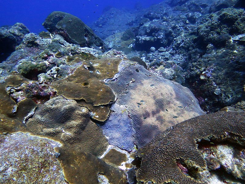Coral colonies can grow to enormous proportions, often over 1 meter (3 feet) in diameter or height. These colonies contribute to the high complexity of the coral caps and provide habitat for a diverse array of fishes and invertebrates. Image courtesy of the Voss Lab at Florida Atlantic University, Harbor Branch.
