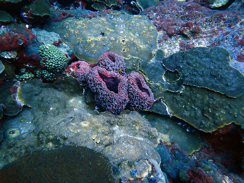 Due to its high-latitude location within the Gulf of Mexico, the Flower Garden Banks hosts only 31 of the 82 scleractinian coral species found elsewhere in the Caribbean. However, coral cover remains close to 50 percent and is dominated by Orbicella spp., Montastraea cavernosa, Colpophyllia natans, and Pseudodiploria strigosa. Image courtesy of the Voss Lab at Florida Atlantic University, Harbor Branch.