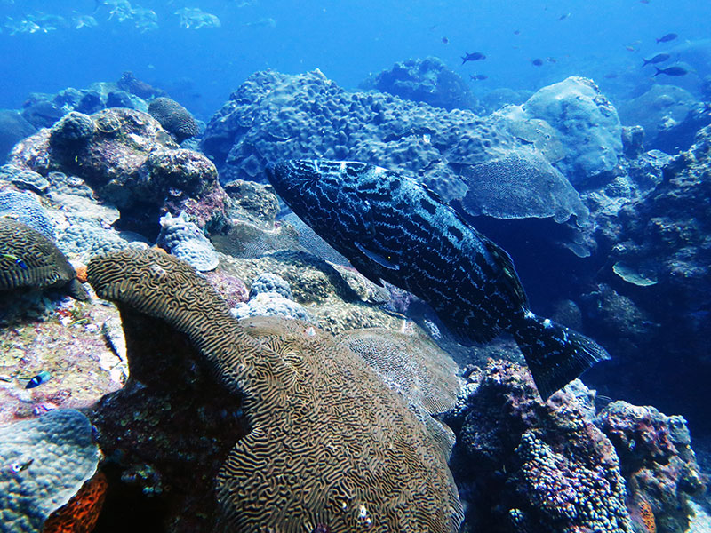 The highly complex coral formations of the Flower Garden Banks provide habitat for large grouper species, including this 70-centimeter (2.3-foot) black grouper, Mycteroperca bonaci, commonly seen at West Flower Garden Bank. A large school of jacks can also be seen in the background, which typically move between banks along the continental shelf margin in the Gulf of Mexico. Image courtesy of the Voss Lab at Florida Atlantic University, Harbor Branch.