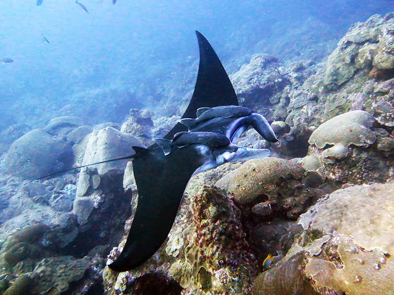Highly migratory species, including manta rays (pictured), sharks, and turtles are common visitors to the food-rich coral caps of the Flower Garden Banks. Image courtesy of the Voss Lab at Florida Atlantic University, Harbor Branch.