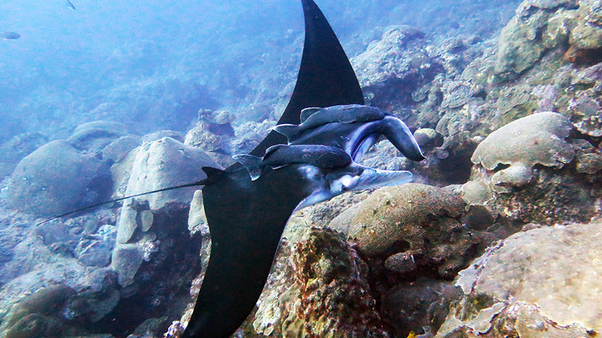 Highly migratory species, including manta rays (pictured), sharks, and turtles are common visitors to the food-rich coral caps of the Flower Garden Banks.