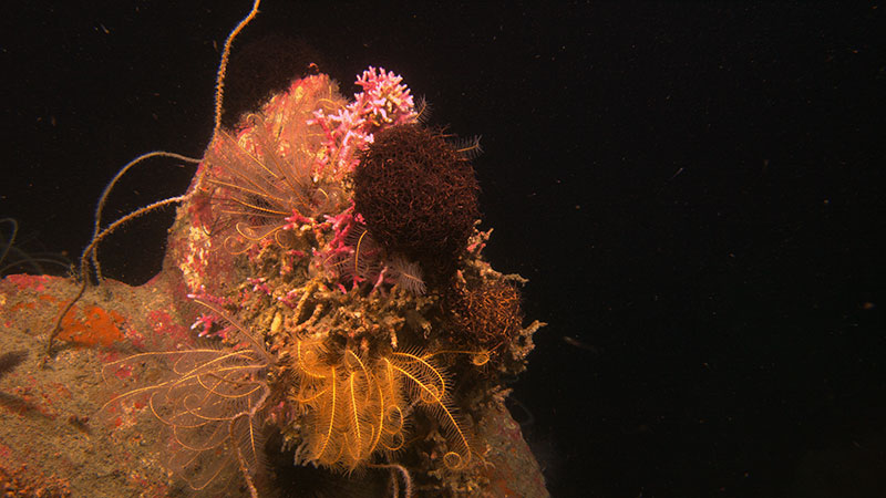 Basket stars, feather stars, and corals colonizing the top of a carbonate outcrop at Alderdice Bank, 86 meters (282 feet) deep. 
