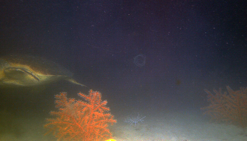 Glimpse of a sea turtle swimming by Swiftia exerta colonies at Alderdice bank, 90 meters (295 feet) deep. 