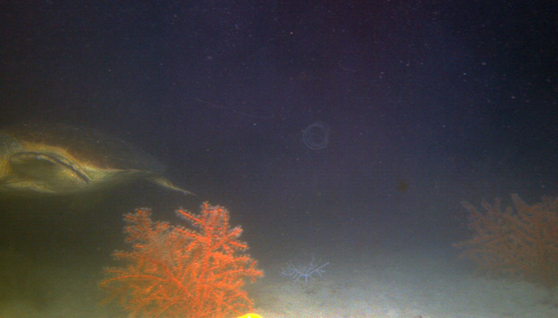 Glimpse of a sea turtle swimming by Swiftia exerta colonies at Alderdice bank, 90 meters (295 feet) deep.