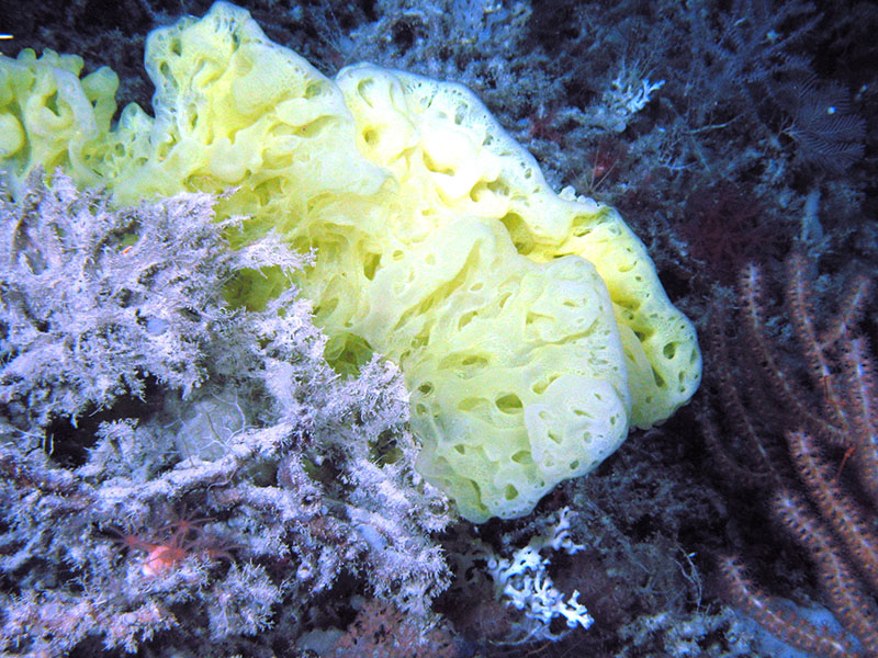 This bright yellow glass sponge (Hertwigia sp.) is one of many different sponge species found in the southeastern United States. They are so named for the glass-like silicon spicules that support their skeletons.