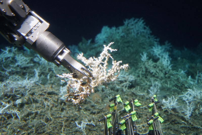 Human occupied vehicle (HOV) Alvin collecting a sample of live Lophelia pertusa on the DEEP SEARCH 2018 mission. On the third dive of the R/V Atlantis expedition, the DEEP SEARCH team explored thriving Lophelia reefs along pronounced linear mound features. These Lophelia reefs are among some of the deepest along the U.S. Atlantic coast.