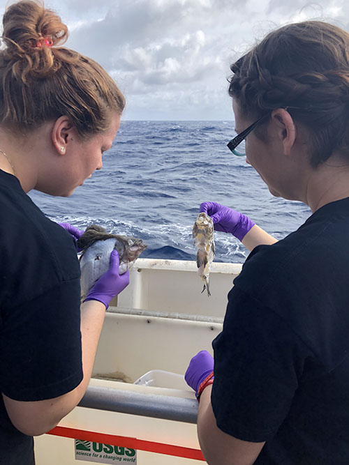 Sofia Ledin (NIOZ) and Jennie McClain-Counts (USGS) examine the bait fish after the short-term deployment. Animals—including hagfish, cutthroat eels, crabs, and isopods—had completely cleaned the inside of the fish, leaving just the skin and bones, during the 48 hours the lander was on the seafloor.