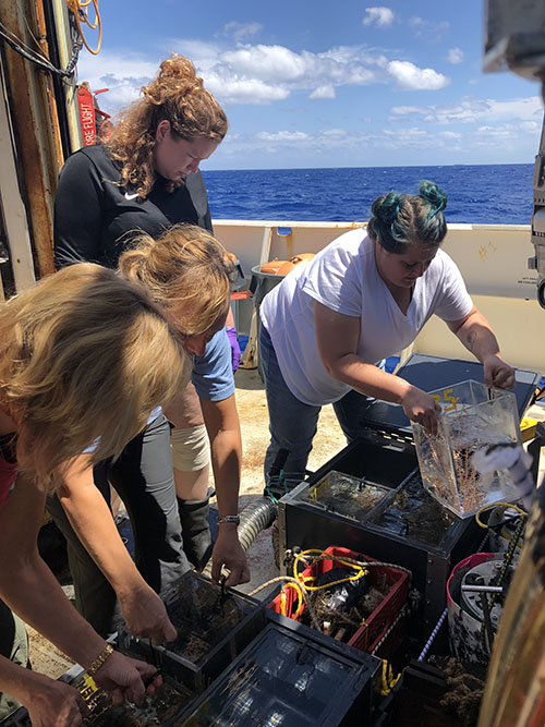 Alexis Weinnig (right) lifts one of the clear plastic inserts out of the biobox on ROV Jason’s sample basket. When the ROV comes to the surface, all corals are quickly transported to the ship’s cold room, where they’ll be kept until the end of the cruise.