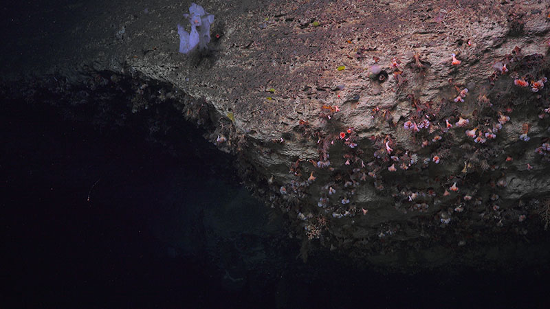This overhang in Pamlico Canyon was covered in Desmophyllum dianthus cup corals.