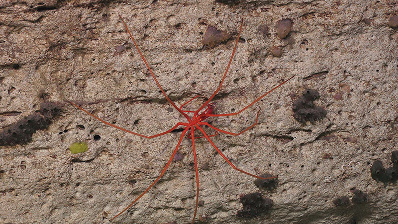 This pycnogonid sea spider was seen on Dive 5 at Pamlico Canyon.