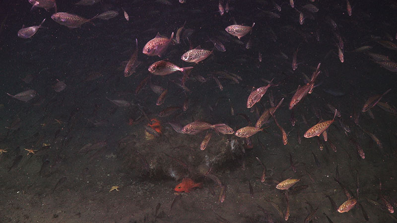 This school of fish followed ROV Jason for much of the dive at Pea Island Seep.