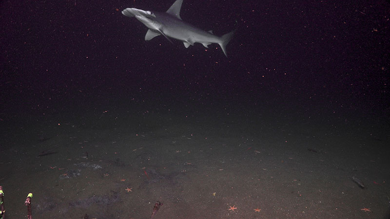 This hammerhead shark followed behind the ROV for much of the dive at Kitty Hawk Seep but was only seen once in the forward-facing science camera.
