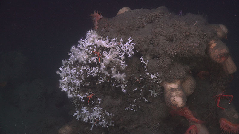 Team DEEP SEARCH even observed a small colony of Lophelia pertusa growing on a sediment-covered rock at Pea Island Seep.