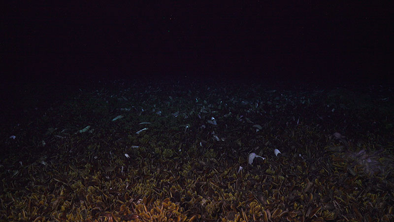 Chemosynthetic mussel beds were found in abundance at Blake Ridge Seep.