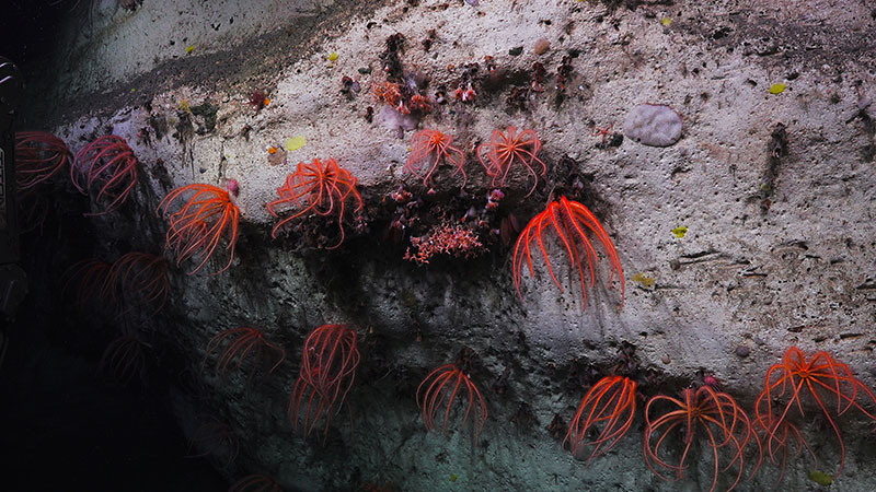 At Pamlico Canyon, we observed canyon walls covered in brinsingid starfish, cup corals, and a diversity of other corals including both octocorals and stony corals.