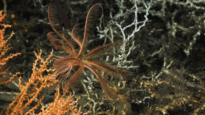 At Richardson Hills, the DEEP SEARCH team observed this crinoid on a Madrepora coral. Crinoids are filter feeders, like the corals, and may also benefit from the sharp thermocline we observed at the site.