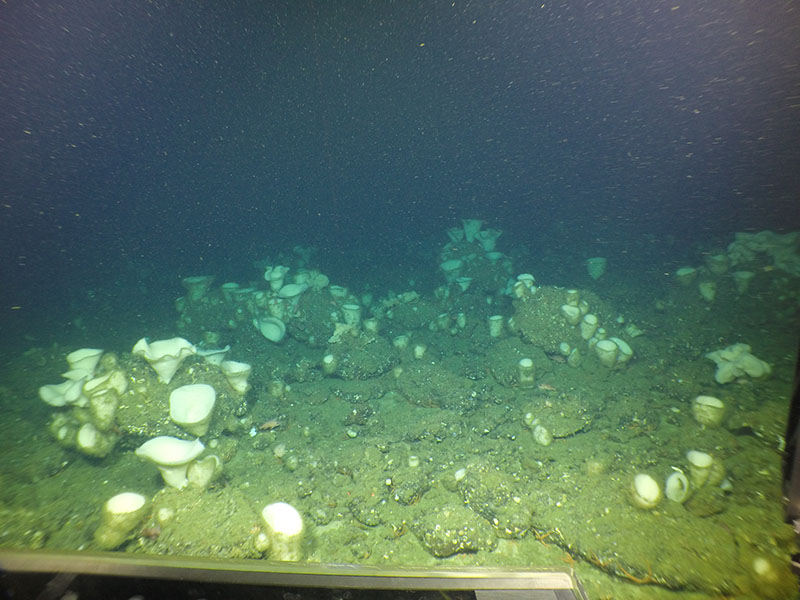 A still photo taken during a quantitative survey transect at Daisy Bank off Newport, Oregon, at 130 meters depth. The red laser dots are 10 cm apart and are located near the middle of the lower part of the screen. Lots of sponges and a few small rockfishes on boulder/cobble habitat will be recorded from the video during this part of the transect, as the ROV Yogi transits forward at a consistent speed, height off the seafloor, and direction.