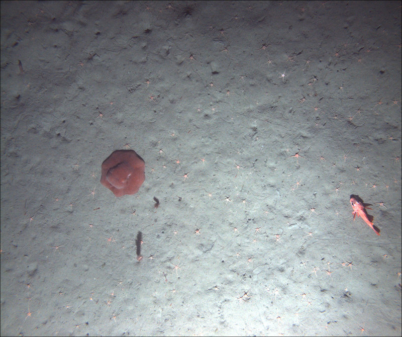 Fig. 5a: Example seafloor images from AUV Dive #7 at BOEM Humboldt Call Area off Eureka, CA. The first image (a) shows a muddy seafloor with soft-bottom animals, including a flapjack devilfish (Opisthoteuthis californiana), longspine thornyhead (Sebastolobus altivelis), two sea pens (Halipteris sp.) and several brittle stars.