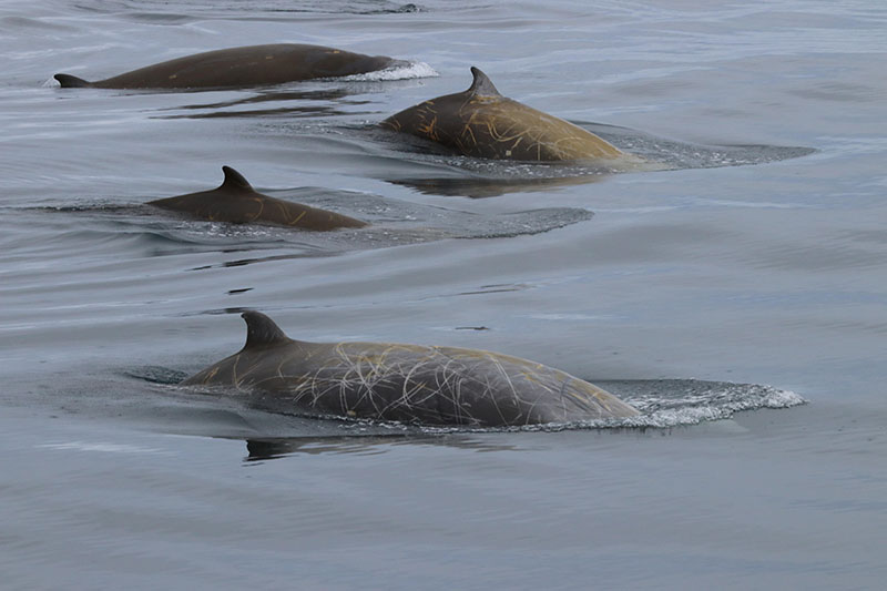 Photograph of Cuvier’s beaked whales encountered in the California. Current Ecosystem during a survey using drifting acoustic buoys. Beaked whales may avoid vessels and are difficult to study using visual observations, but drifting buoys collect sounds used to study these elusive species.