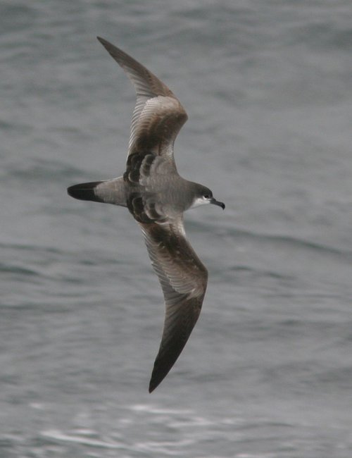 Buller's shearwaters are at the northern edge of their range during our summer, before heading back to NZ for nesting season.
