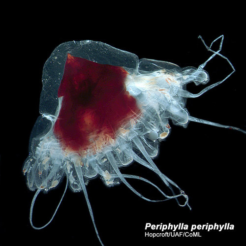 Beroe abyssicola is a comb jelly, which is a voracious predator in the deeper waters of the Gulf of Alaska up to the Arctic.