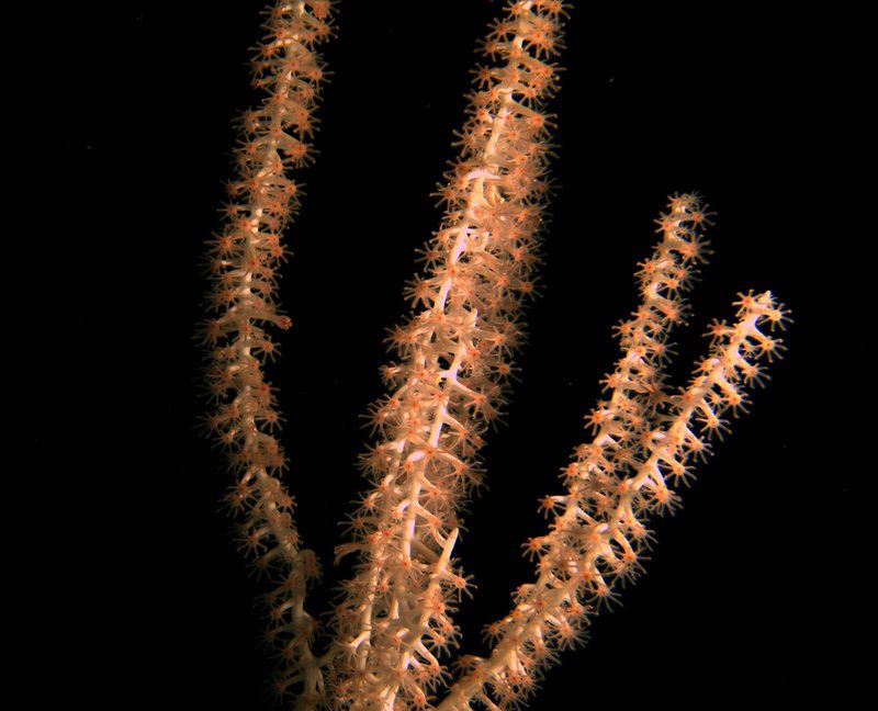 Close-up picture of a soft coral at the Giacomini seamount taken by the Global Explorer.