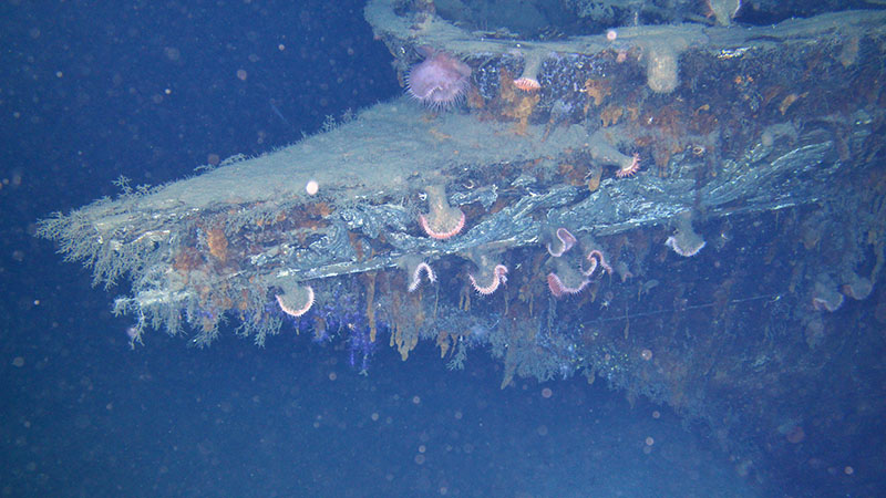 Marine organisms colonize the bow of the steel-hulled former luxury yacht Anona which sank in the northern Gulf of Mexico in 1944 in more than 4,000 feet of water.