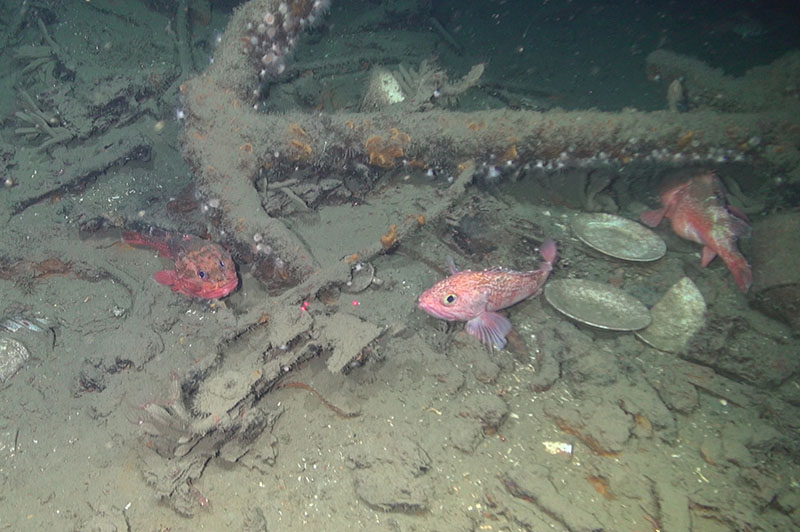 An anchor and some ceramic dishes were located amidships of Site 15711’s hull.