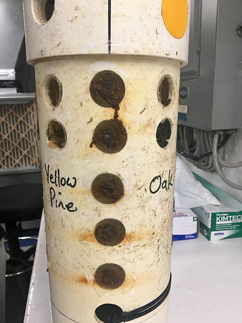 Shipboard photo of the MRE that was recovered from Anona. The round disks installed in the holes are the exposure surfaces, which are completely covered in biofilms and corrosion products after incubating on the seafloor for five years.
