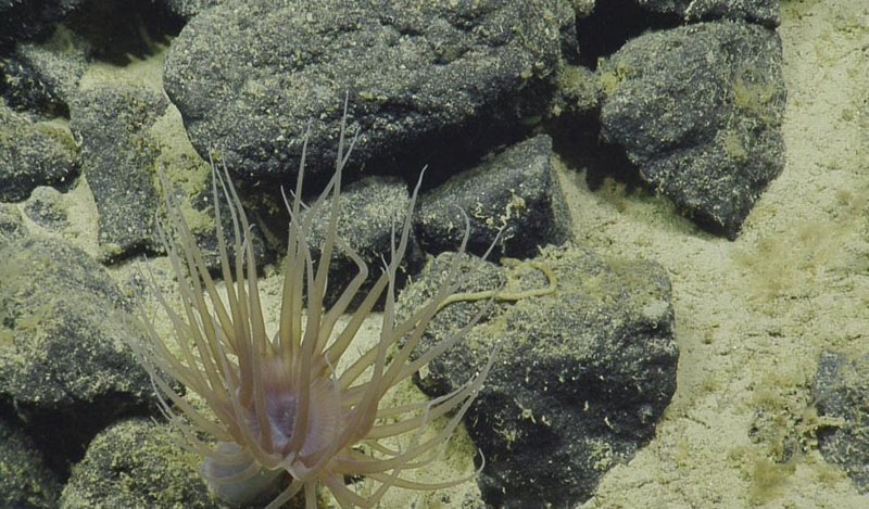 Cerianthid anemones, like this one found at San Juan Seamount, build rubbery tubes that they live in, which is why they are also known as “tube anemones”. (Depth: approximately 2,550 meters.)