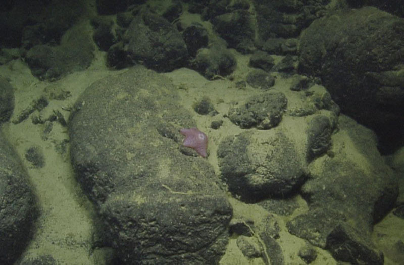 The body of this asteroid (possiby Hymenaster) is gelatinous, almost translucent, which aptly fits its name: “hymen”, meaning membrane, and “aster”, meaning star. (Depth: approximately 2,550 meters.)