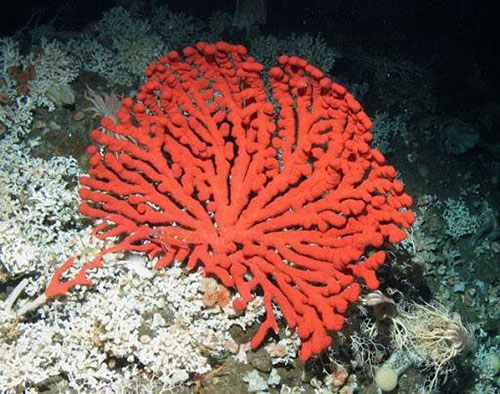 Deep-sea corals such as this bubblegum coral in the Channel Islands are critical for fish populations.