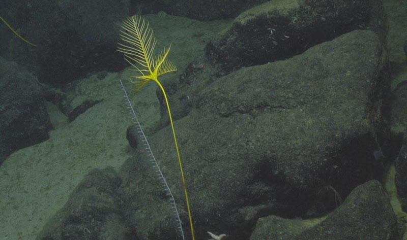 Crinoids are some of the oldest fossils on the planet and have been dated to around 485 million years ago! (Depth: approximately 2,000 meters.)