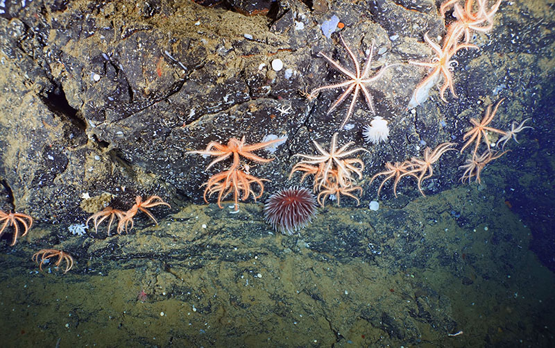 Along the central Patton Ridge, brisingid sea stars, anemones, and sponges were observed to occur in high densities on steep, iron-manganese encrusted rocky faces.