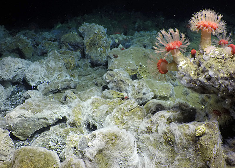 Seeps are often areas of diverse seafloor structure that are then used by ‘normal’ deep-sea animals. In this image, the white “fur” is a bacterial mat harvesting the chemicals leaking from below.  Part of these processes create the boulders present, which then provide a place for the mushroom soft corals to live.