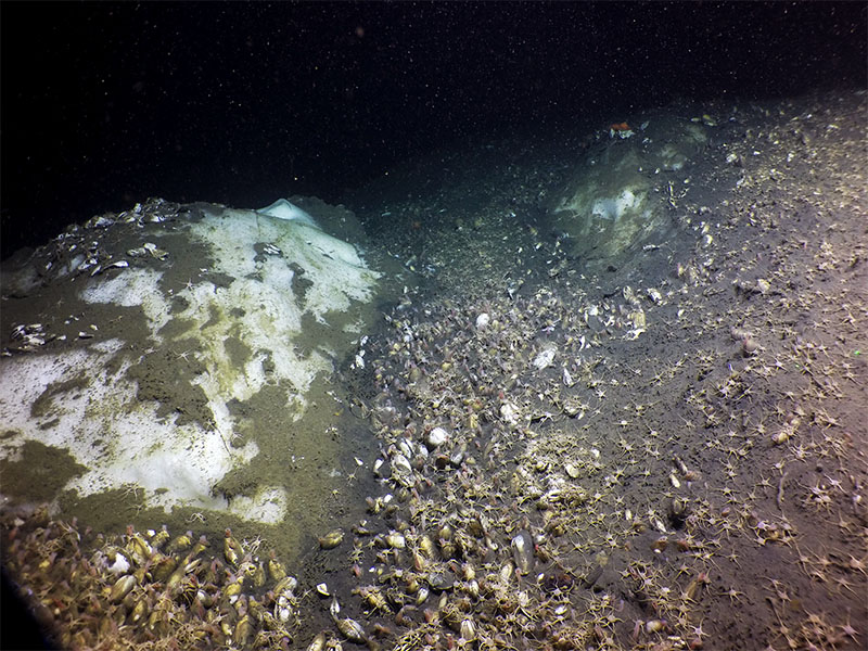 Methane seeps are epicenters of biological activity and interactions that makes them a perfect treasure trove of discovery for biopharmaceutical or biotechnical compounds. This image shows a mass of brittle stars on top of chemosynthetic clams right against a methane hydrate site, demonstrating the many interactions that can occur at a macroscopic scale, in addition to the microbial scale.