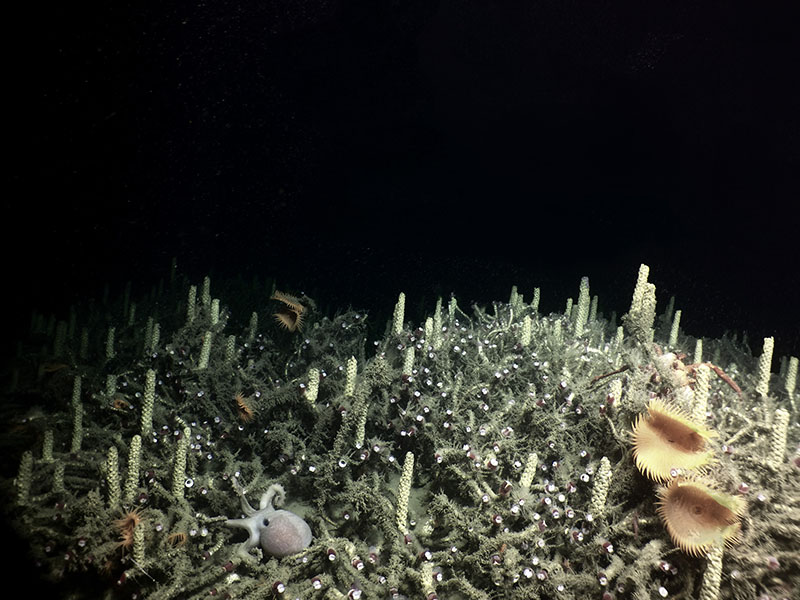 The diversity of animals that live at seeps is inspiring. On this cluster of Vestimentiferan tube worms, there are snail egg cases, an octopus, and a diversity of small organisms tucked in every crevice possible.