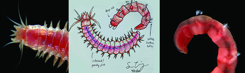 The diversity of life is often strange. These two worms, collected from a microbial mat at a seep clam bed, are not normally what people picture when they think of “worms.” This biodiversity can inspire art, including these two sketches of the worms imaged here, made by Oregon State University Microbiology graduate student Susie Cummings. The other fascinating aspect of the worm on the right is the tufts of chemosynthetic bacteria growing on its setae (hairs). While this type of worm (a maldanid) is frequently found at seeps, bacteria hasn’t been seen growing on it like this before.