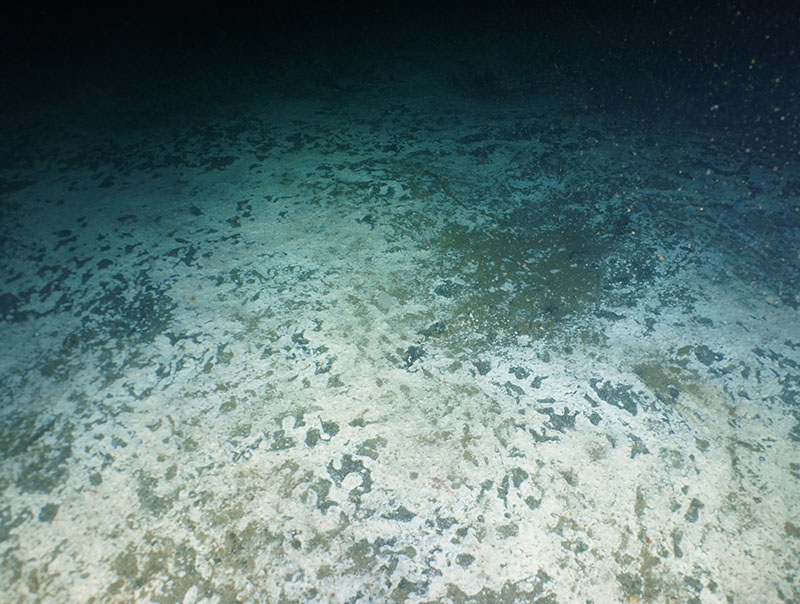 While microbial mats at methane seeps, like this one, are home to many microbes, deep-sea sediment has a billion bacteria in every milliliter of mud, whether at a seep or in the middle of the ocean.