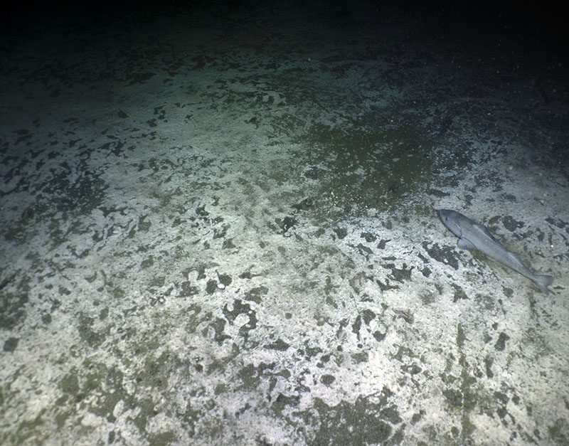 During one of our dives, we found an expansive microbial mat.  One of the largest continual microbial mats I have ever seen and there were many different types of life around it, including this sablefish (black cod).