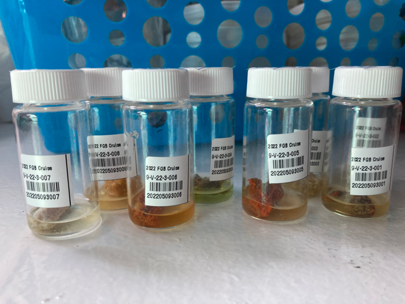 Every sample collected during the Exploring the Blue Economy Biotechnology Potential of Deepwater Habitats expedition is carefully cataloged to allow for multiple future uses, including DNA and chemical analysis. These are the extracts for chemical analysis.